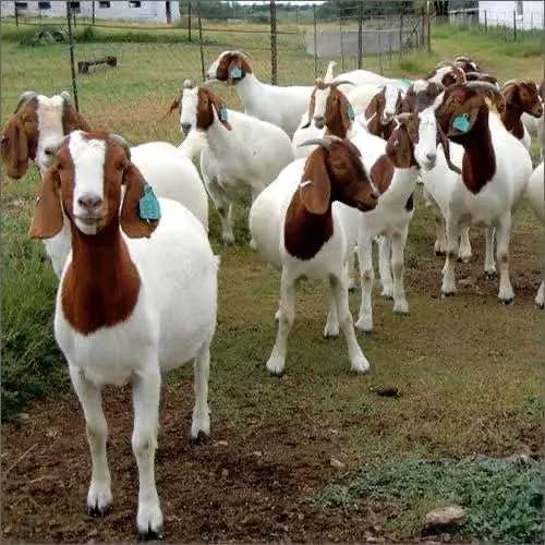 media image Boar goat